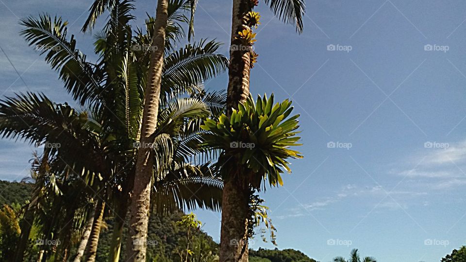 PALMEIRAS BROMÉLIAS