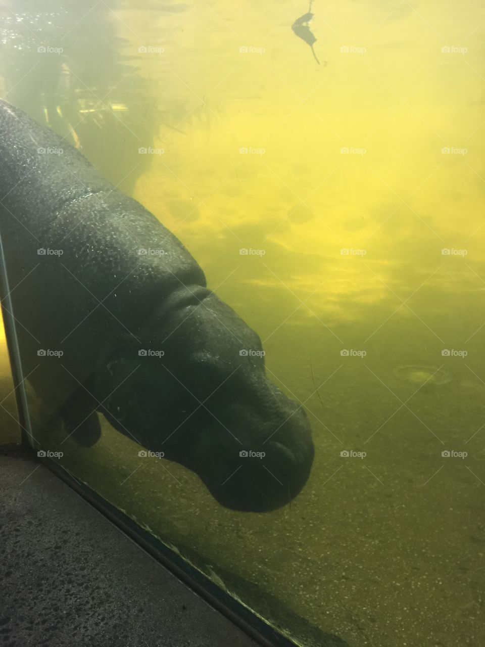 Melbourne Zoo - hippopotamus