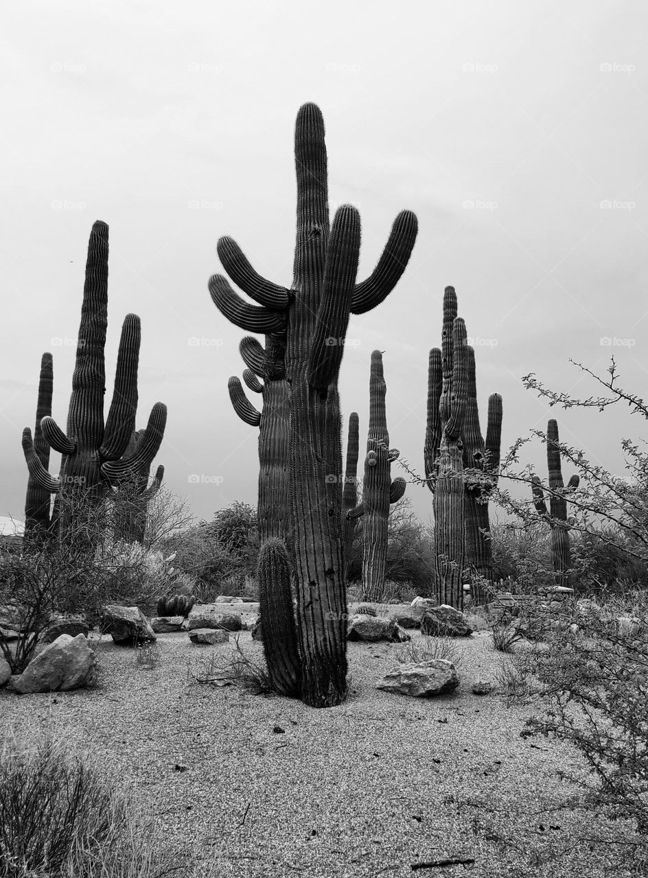 Black and White Saguaro Cactus