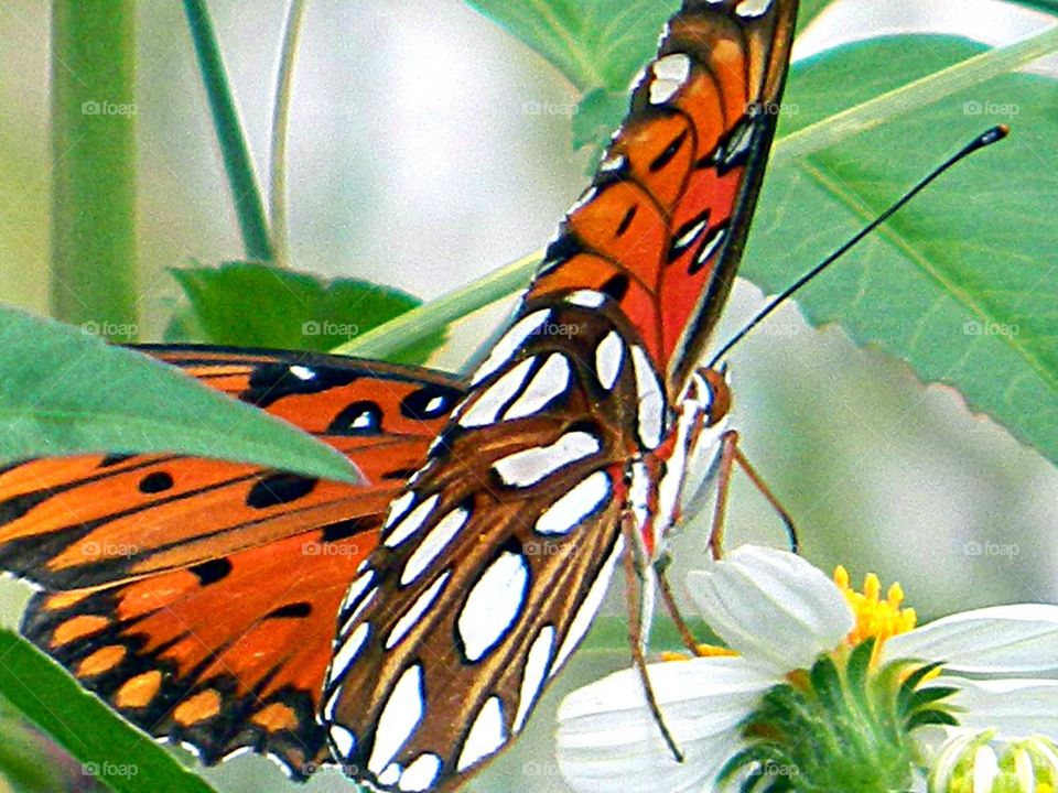 Gulf Frit under carriage 