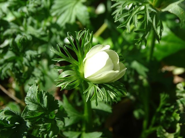 spring