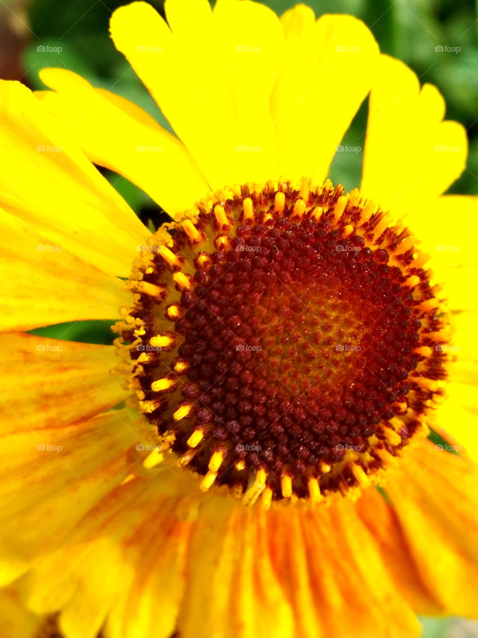 Yellow Flowers