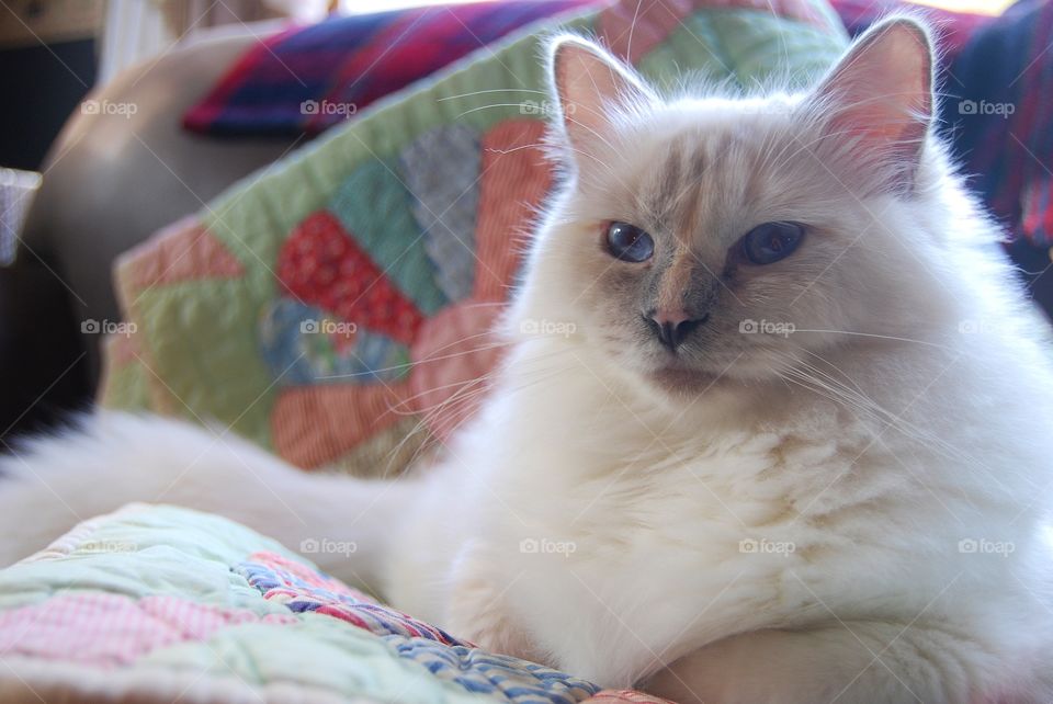 Ragdoll cat