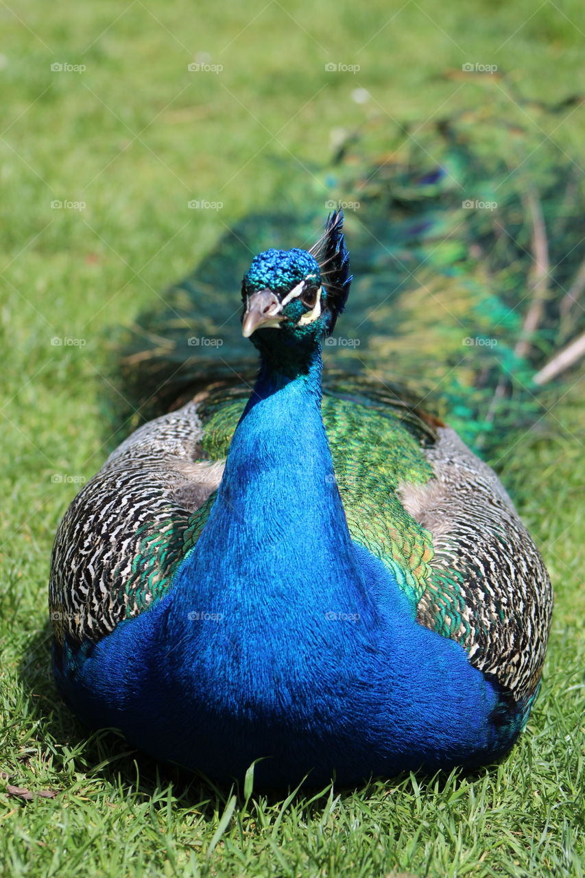 Peacock is laying down on lawns .