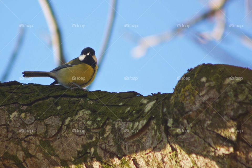 Close-up of bird perching on branch