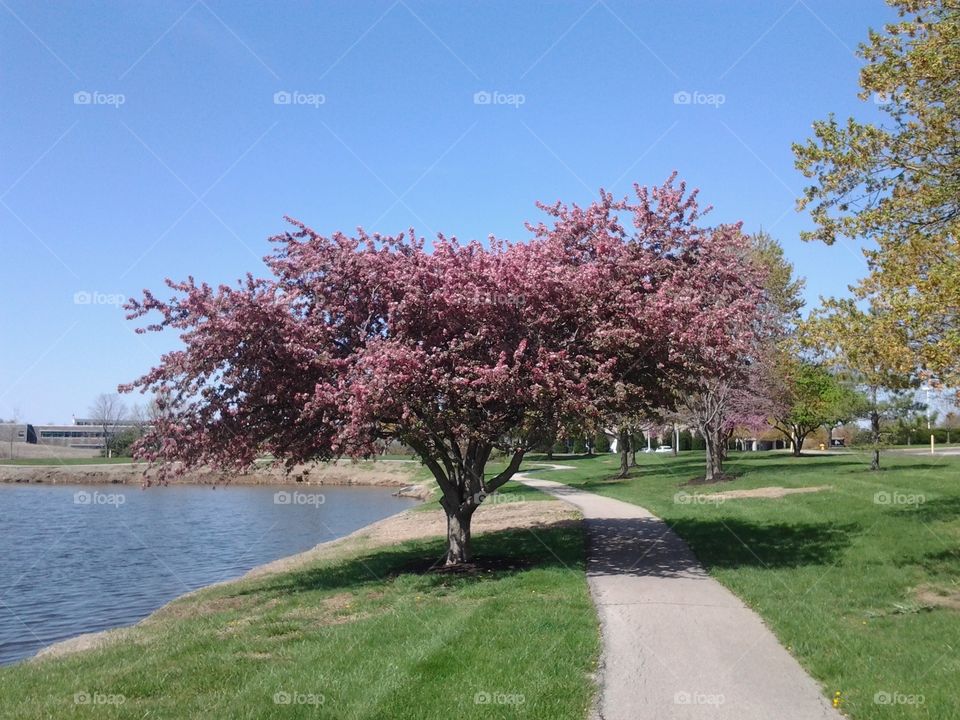 Walk trails tree. my view at the pound trail but full spring just started.