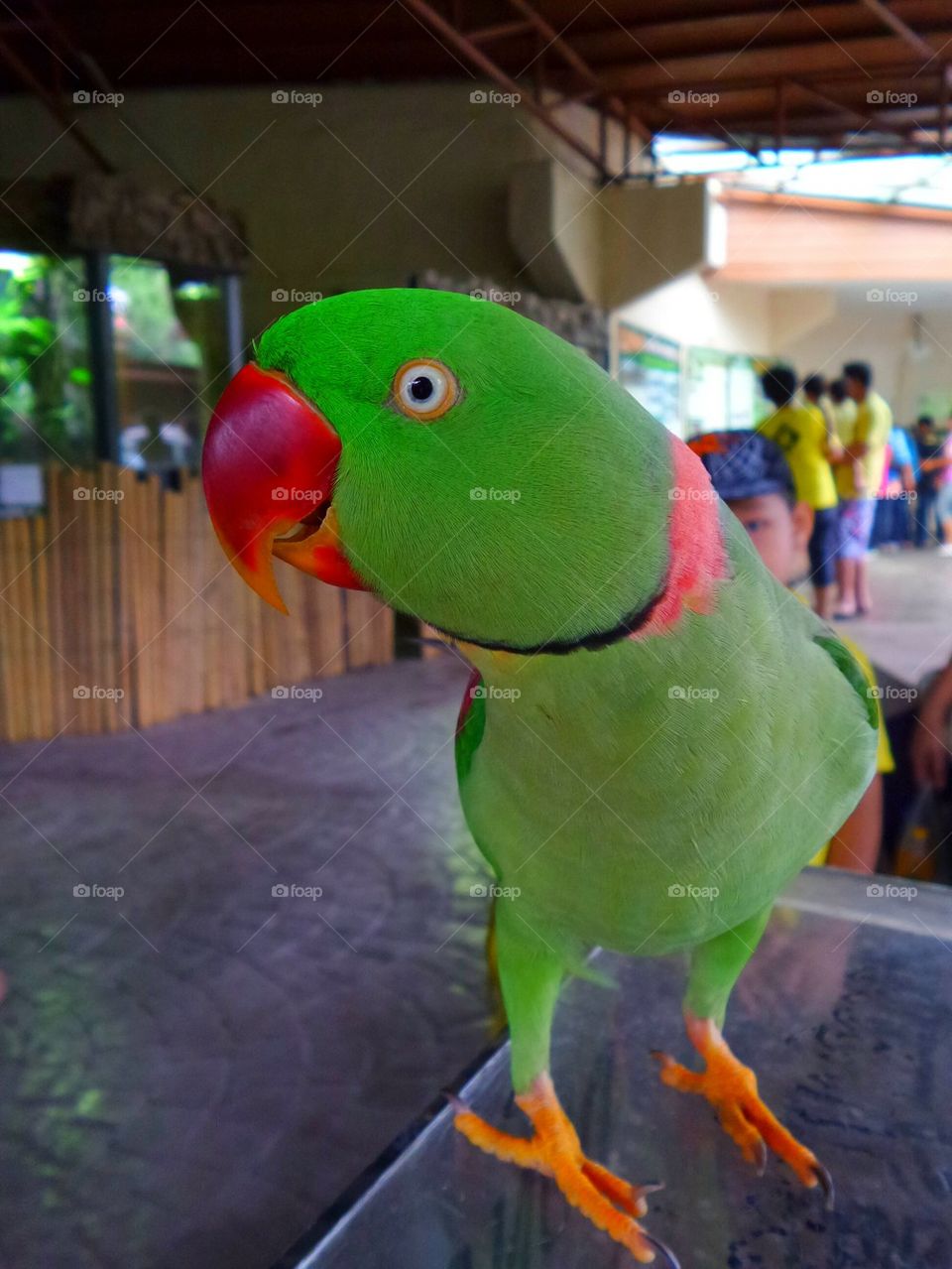 Adoubt parrot