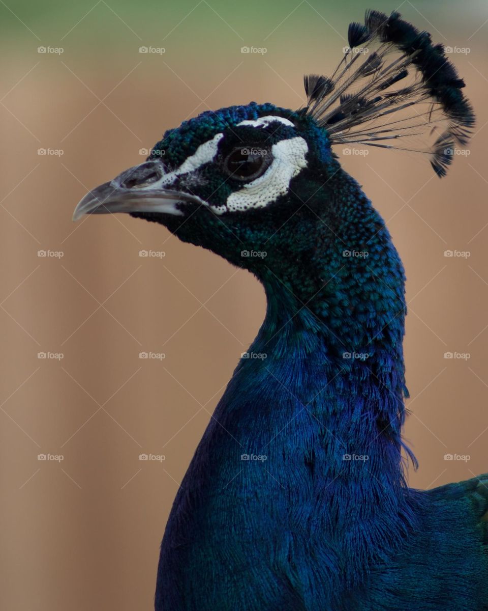 Blue Peacock