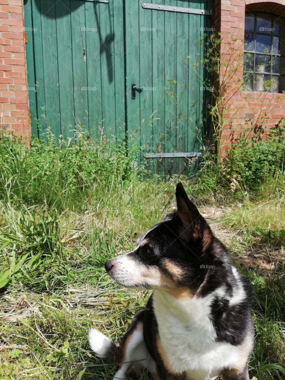 Dog sitting in front of a green farm door on a sunny day