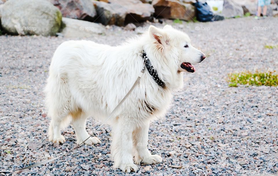 White cute dog