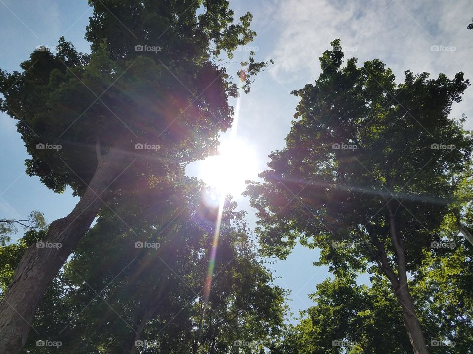 Sunlight coming between tree tops