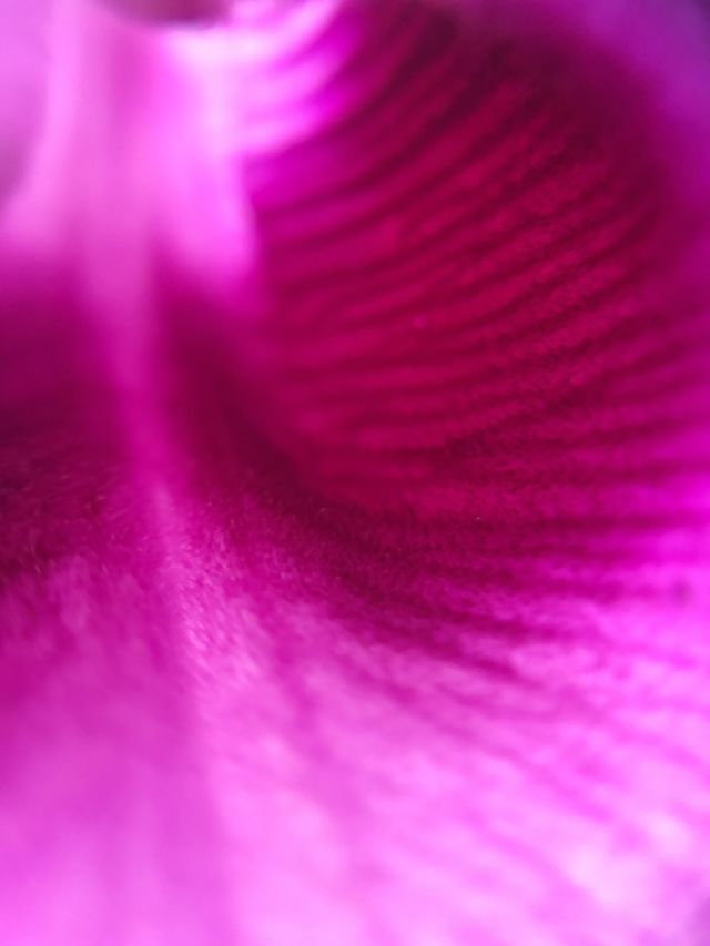 Orchid