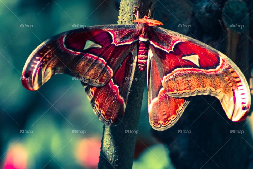 Pink and orange butterfly 