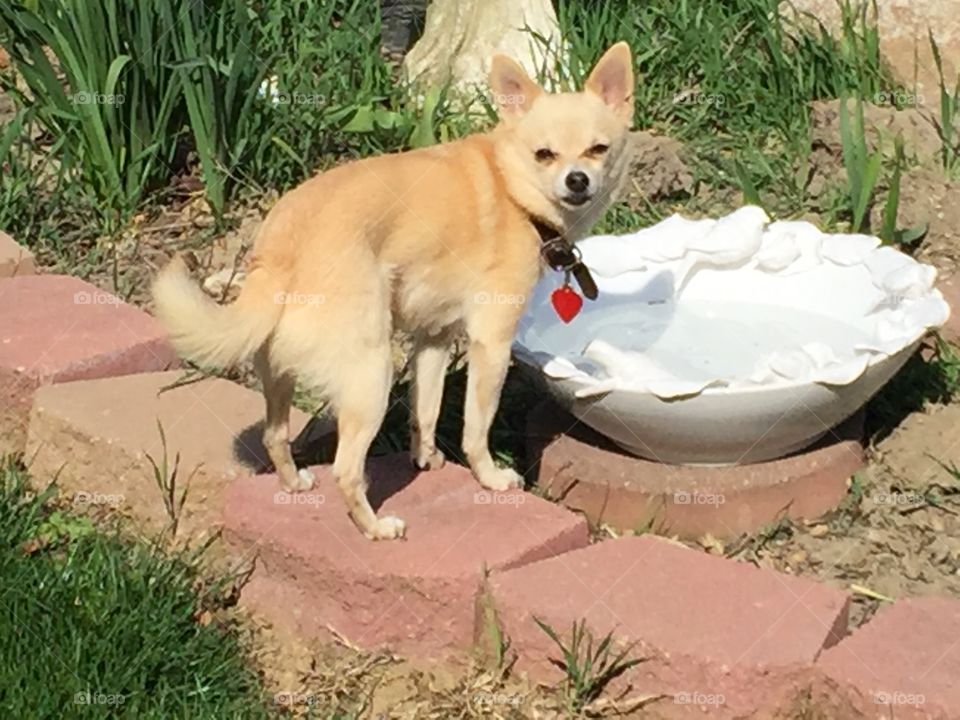 Taking a drink in the garden 