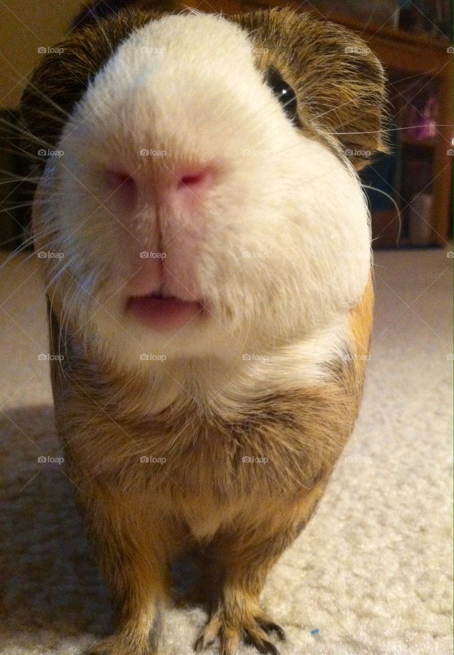 Guinea pig selfie 