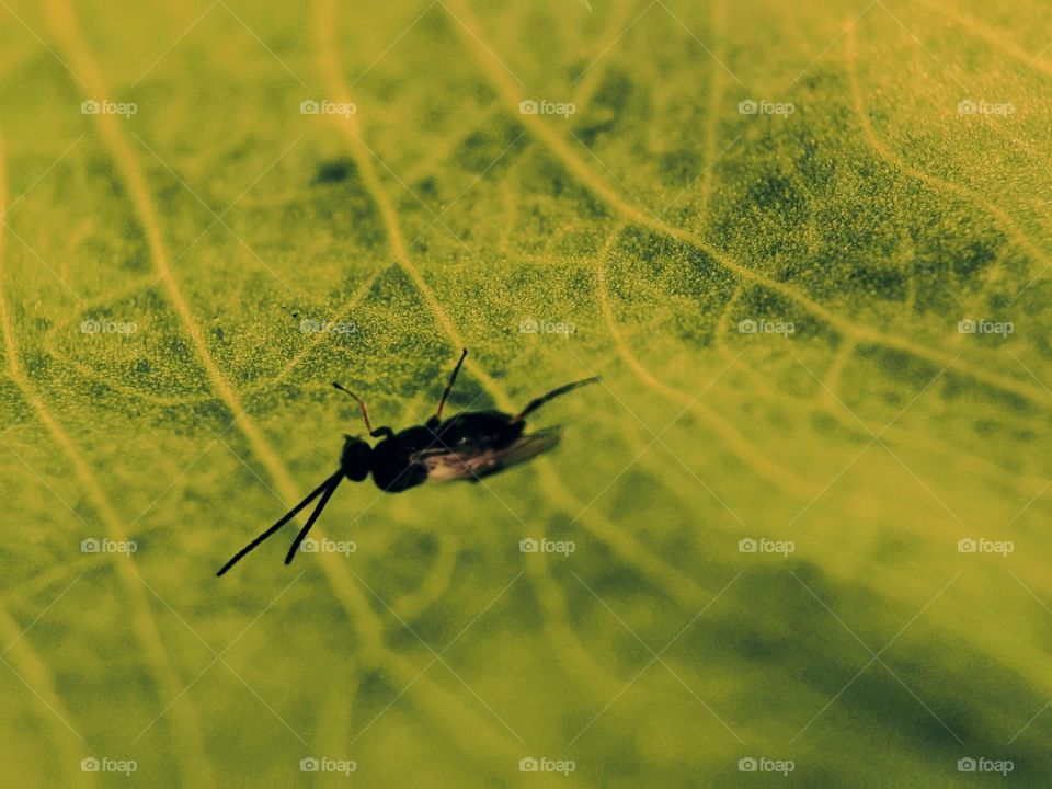 Fly underneath leaf