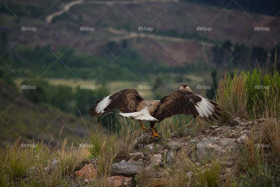 wild scavenger bird landing on a rock