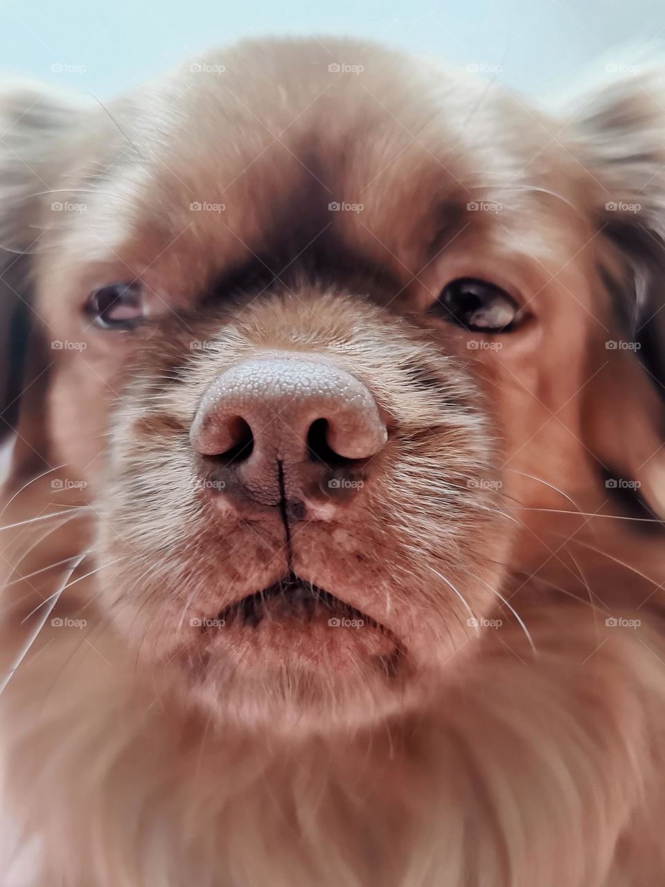 Closeup portrait shot of cute little brown dog