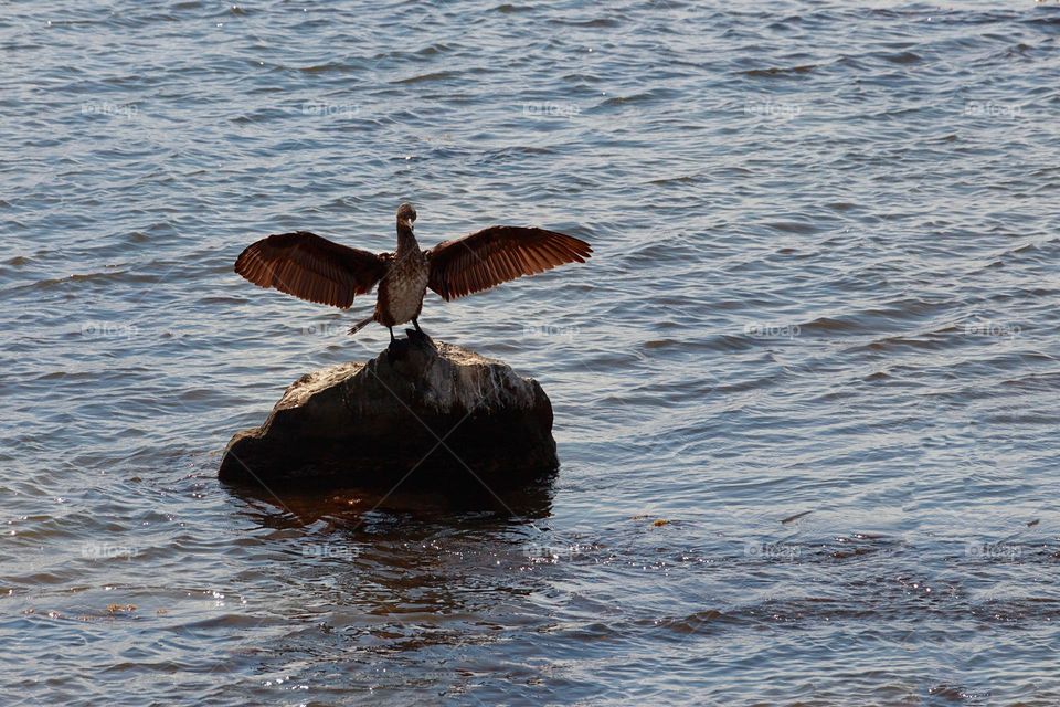 Great cormorant on the stone with open wings  