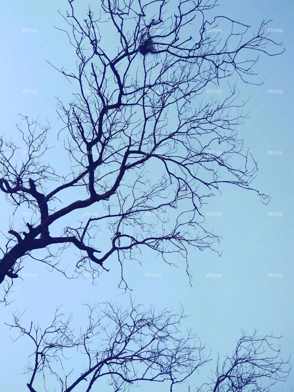 tree
