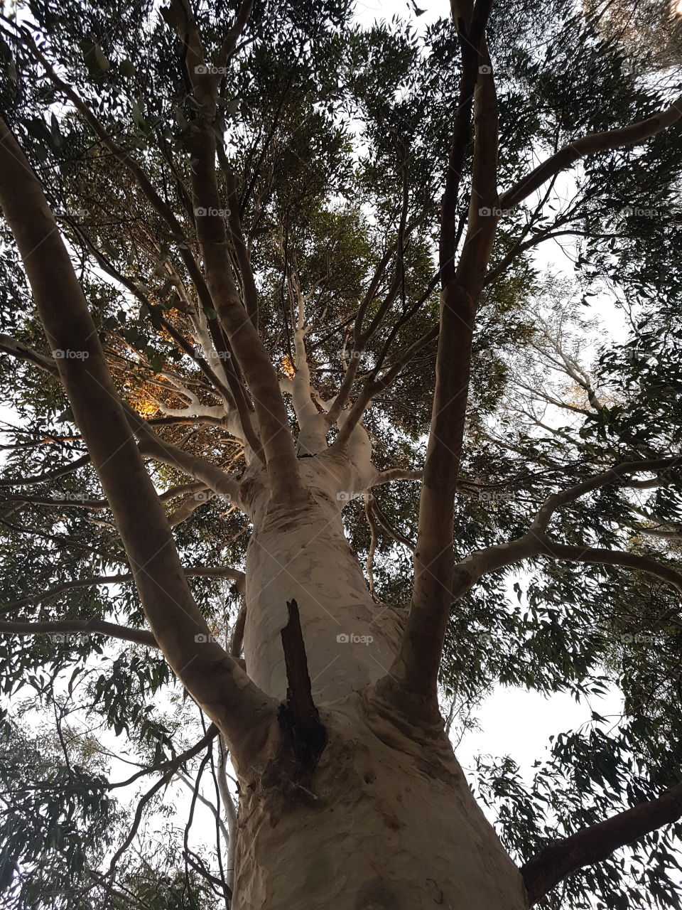 Eucalypts