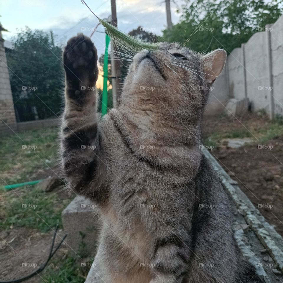 cat, kitty, kitty play 2022, cat reach for spikelet, cat reach for toy, cute paws, fluffy Ukraine