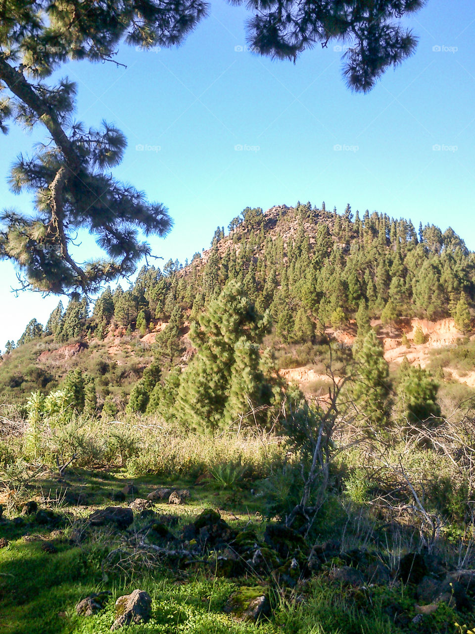 Ruta de almendros