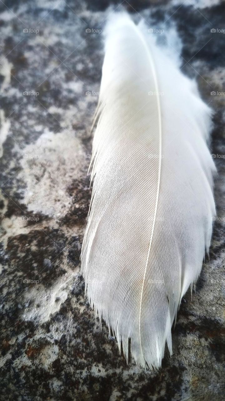 white feather