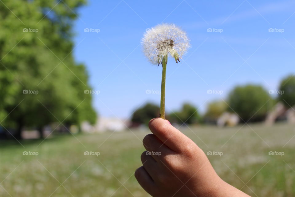 Make a wish 