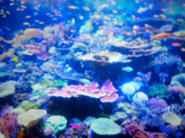 Underwater photos
