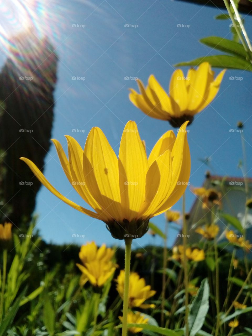 yellow flower in the garden and blue sky background with sun lay