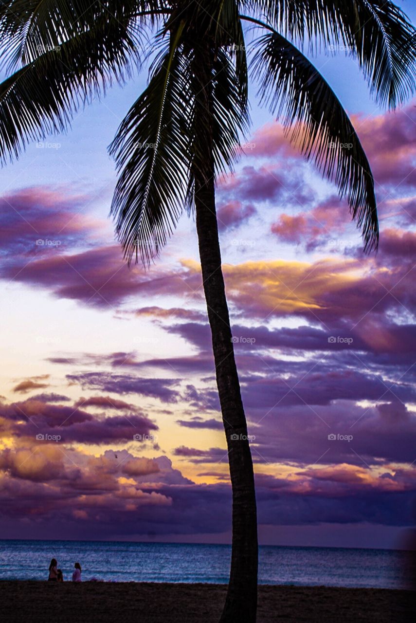 Palm Tree Silhouette 