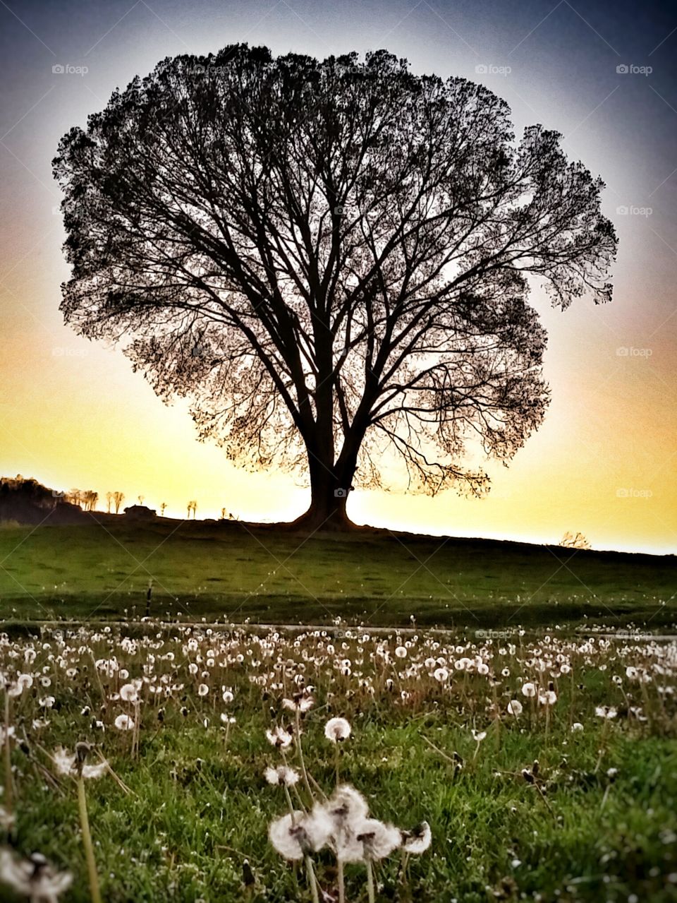 The Tree. I love this tree... field of dandelions.