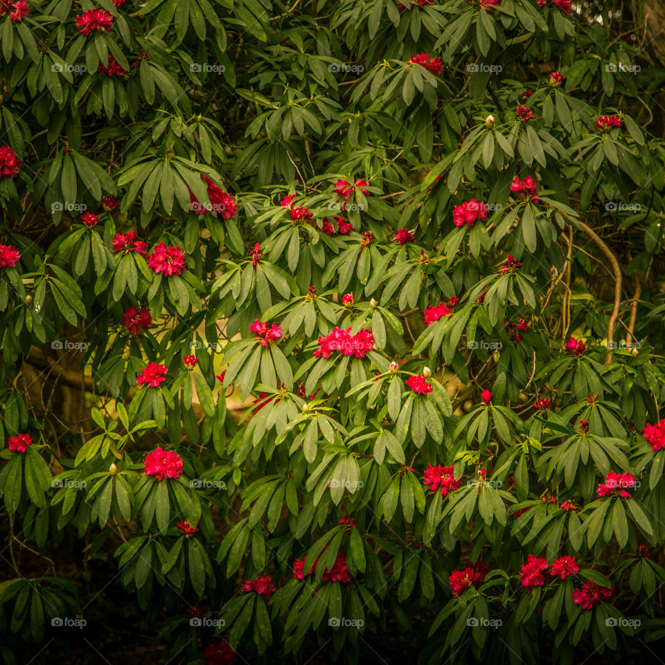 Spring flowers in London