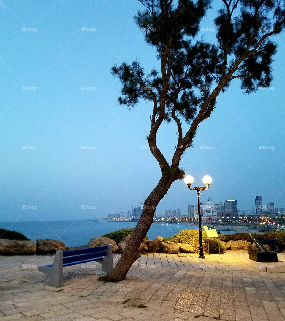 leaning tree in Tel Aviv