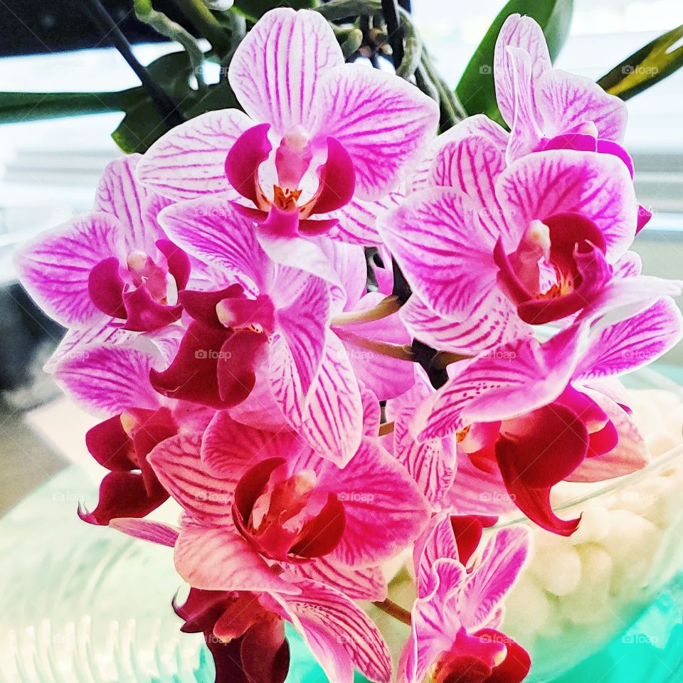 Beautiful orchard for a good humor