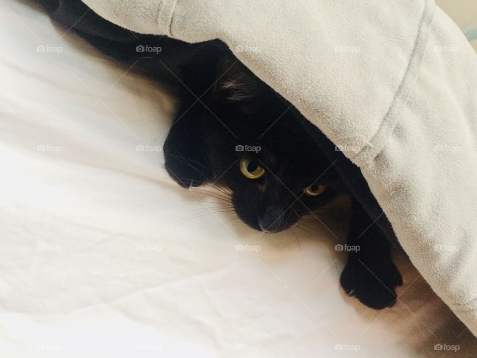 Mischievous little black cat hiding under tan comforter just waiting to pounce! 