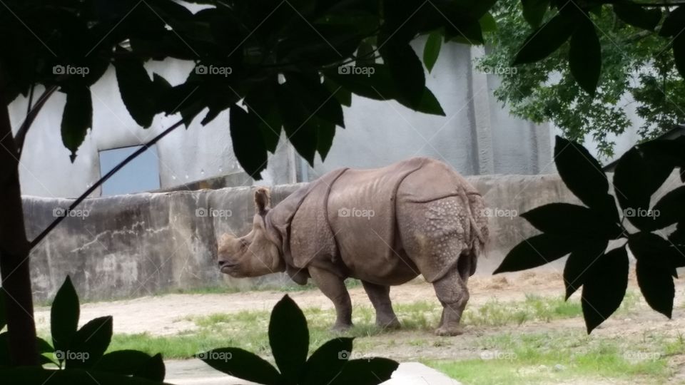 Rhinoceros