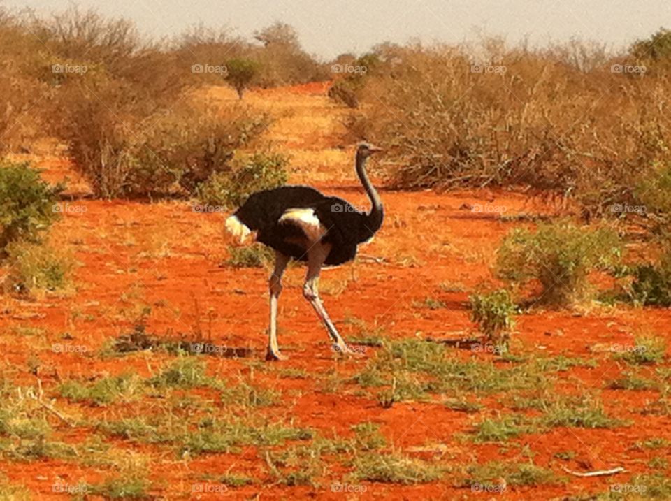 Ostrich Kenya Safari. Ostrich Tsavo West Kenya