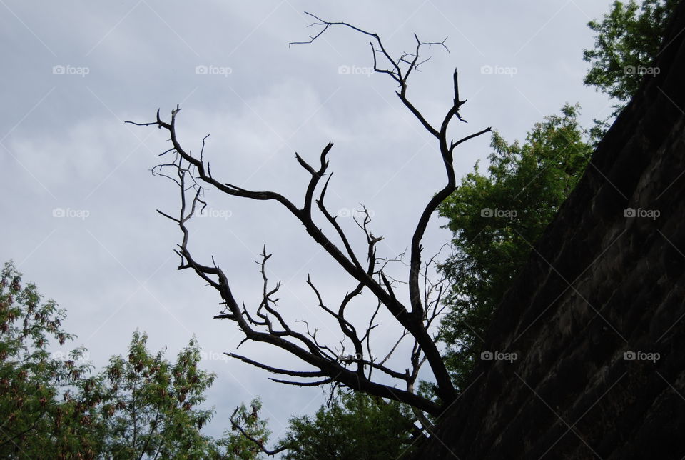 Tree, No Person, Wood, Landscape, Nature