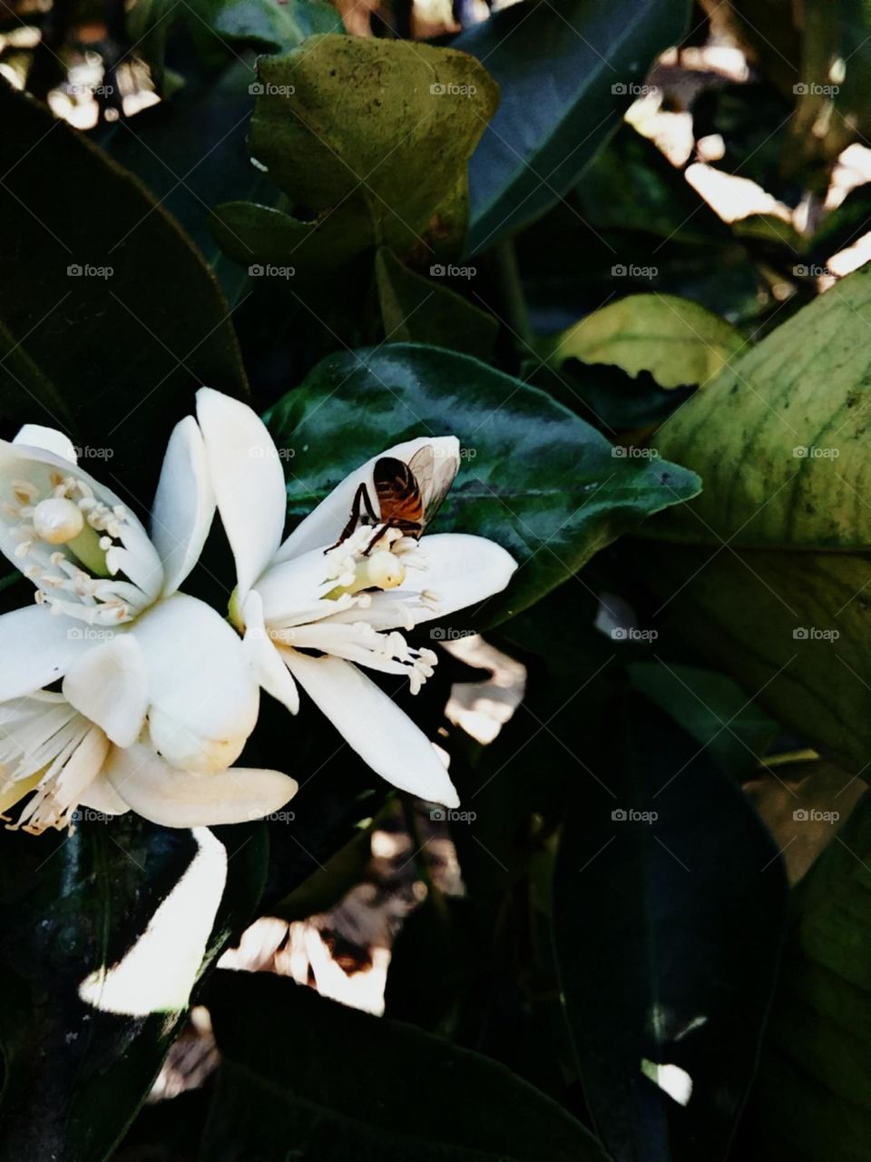 A perfumada flor de laranjeira.