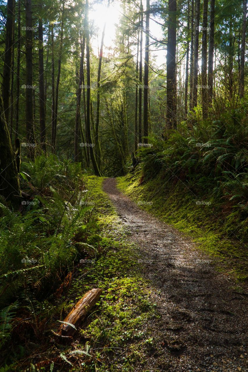 Lush coastal forest