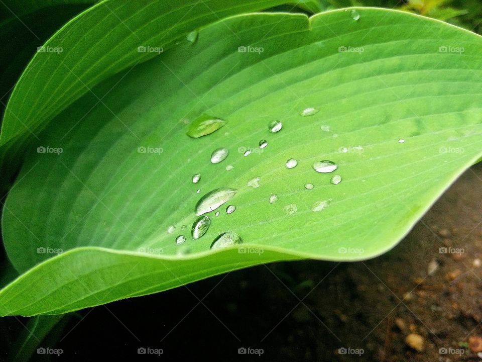 Water drops on a green leaf.  Green calms so look at this wonderful leaf 🌱🍃💧
