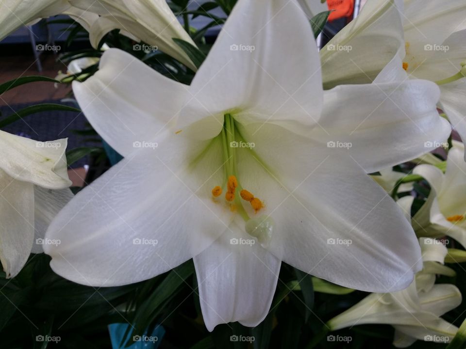 White Lily