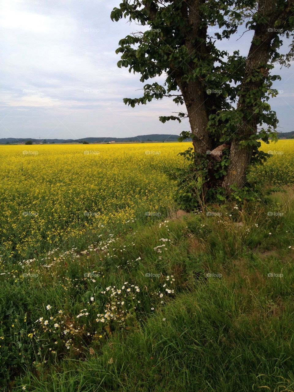 Scenic view of oilseed rape and tree