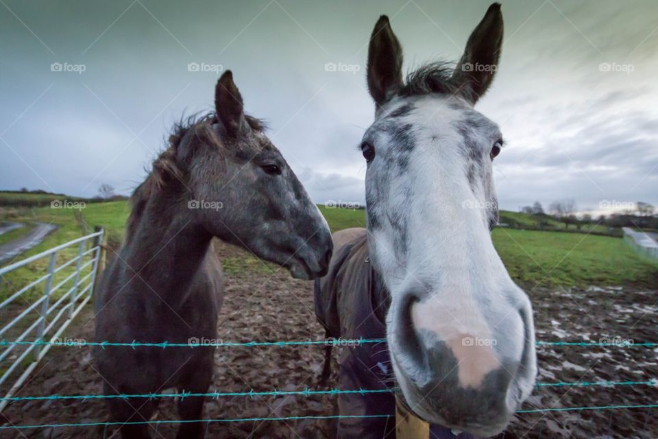 Farm horses on a green grass field 