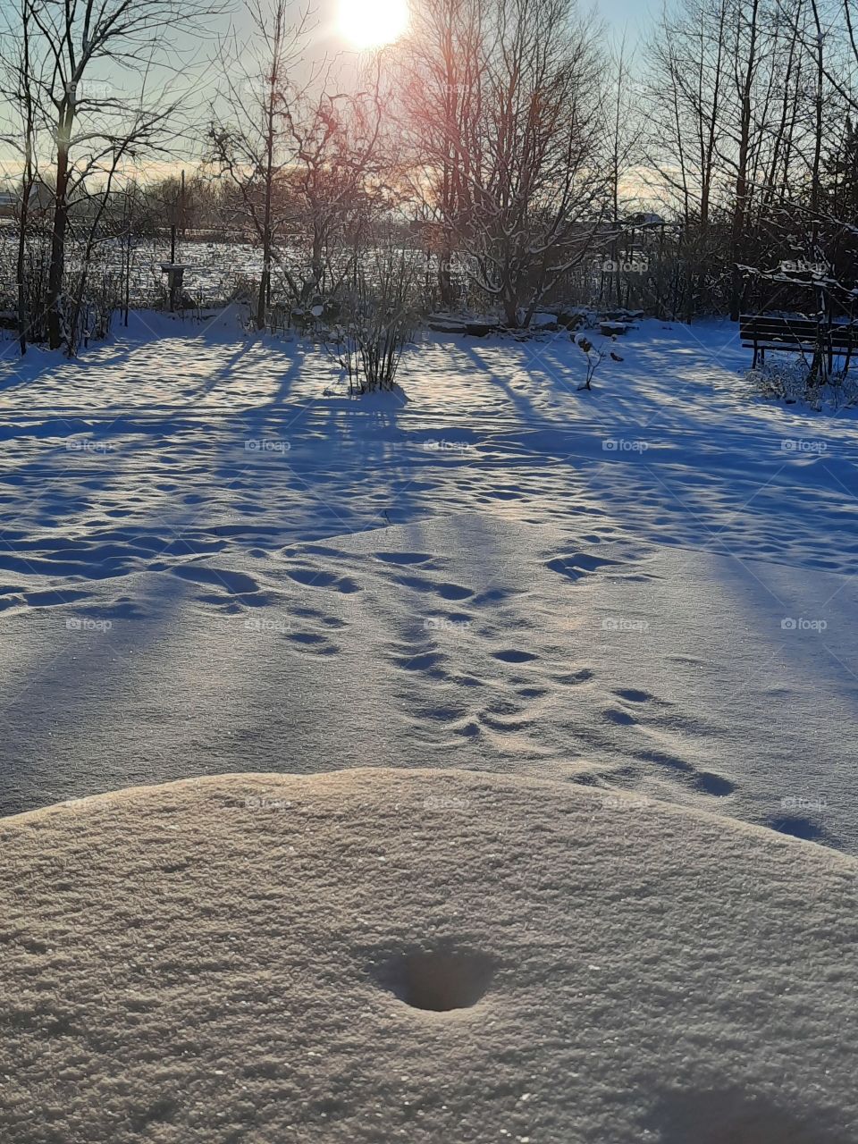 studium of snow on a sunny day at sunrise