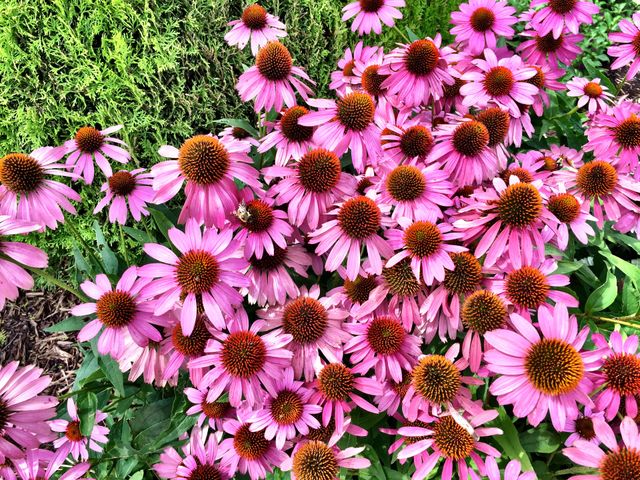 Coneflower
