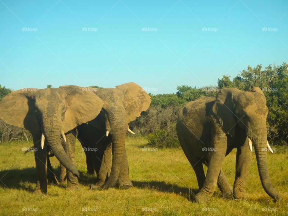 africa south africa sibuya game reserve elephants by The_Picture_man