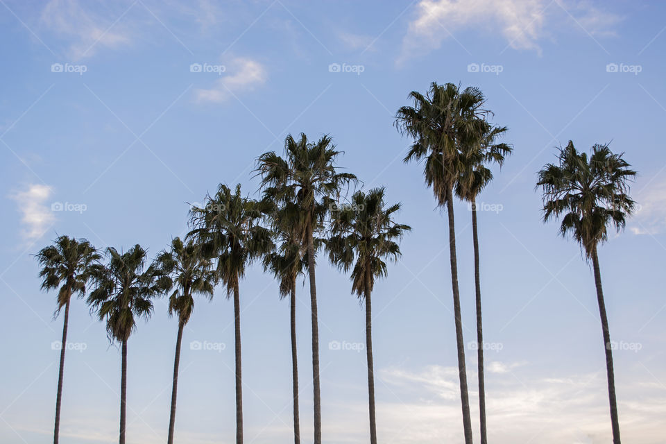 Palm trees and blue sky